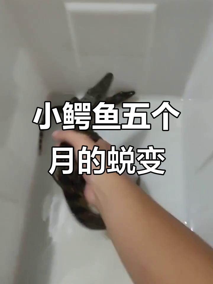 鳄鱼苗成长记:五个月差距惊人,小鳄鱼变化大