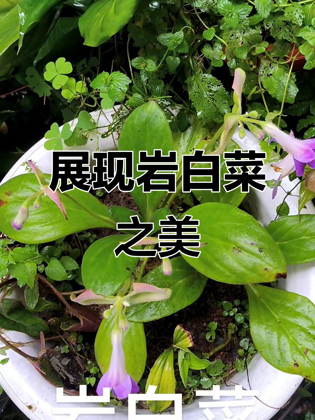 岩白菜:药用植物的美与力量