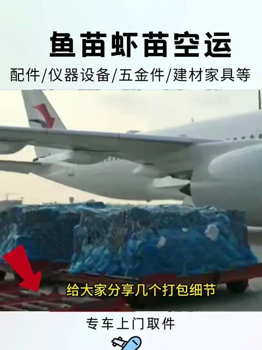 鱼苗虾苗空运,6小时直达全国,专车到门取派,虾苗空运打包注意事项分享