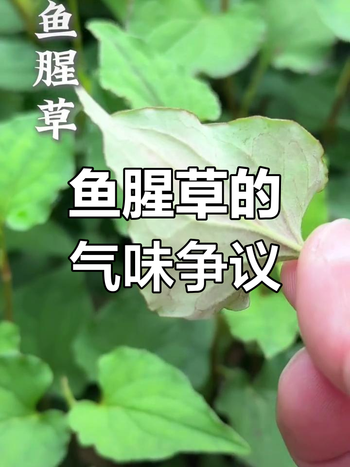 鱼腥草开花,气味让人爱恨交织