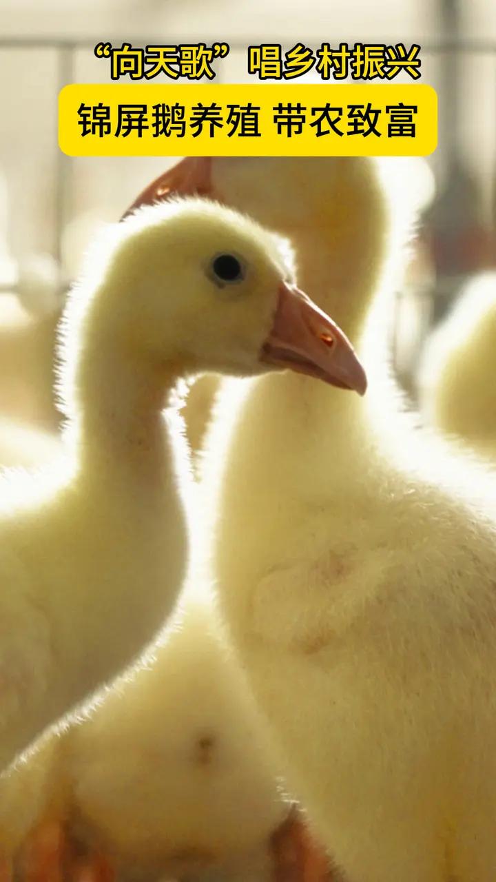 锦屏鹅养殖带农致富丨“向天歌”唱乡村振兴 生态鹅养殖作为“一县一业”重点产业,它构建起完整