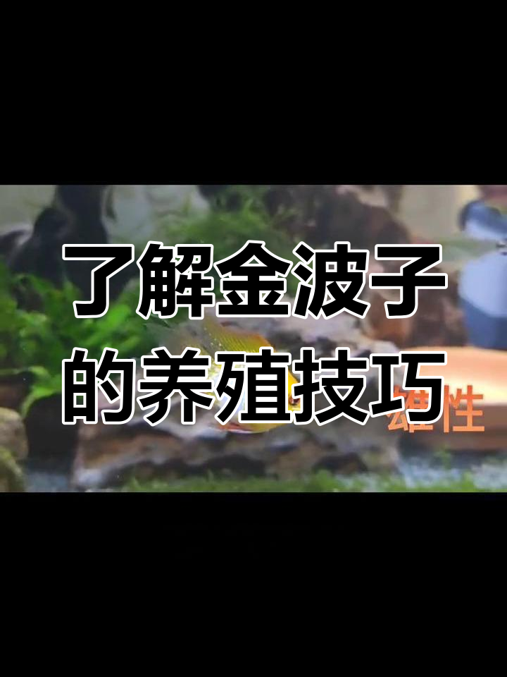 金波子:小巧却暴躁的观赏鱼,繁殖与发色全揭秘