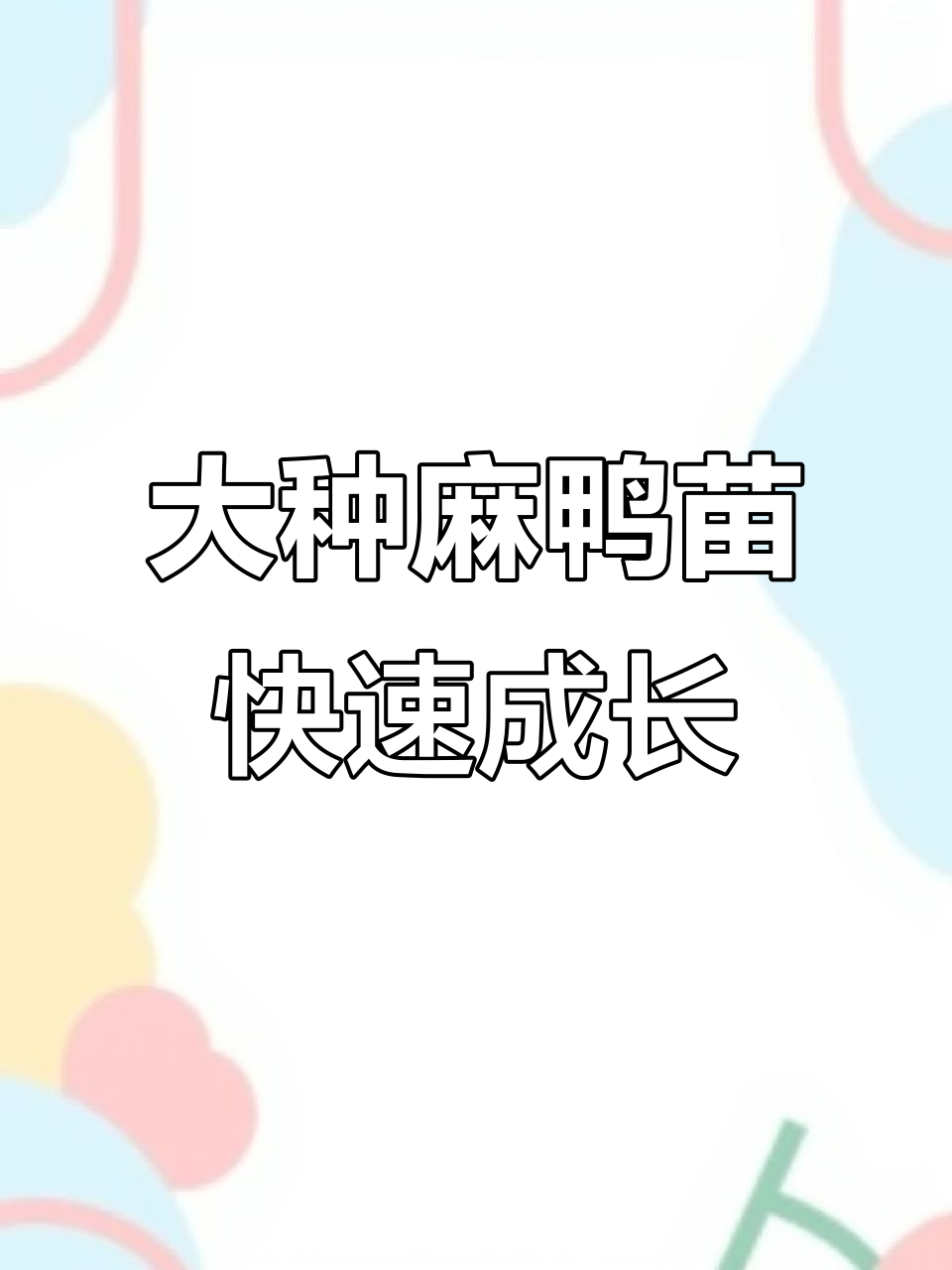 6000羽大种麻鸭苗,10天增重半斤,健康成活率高