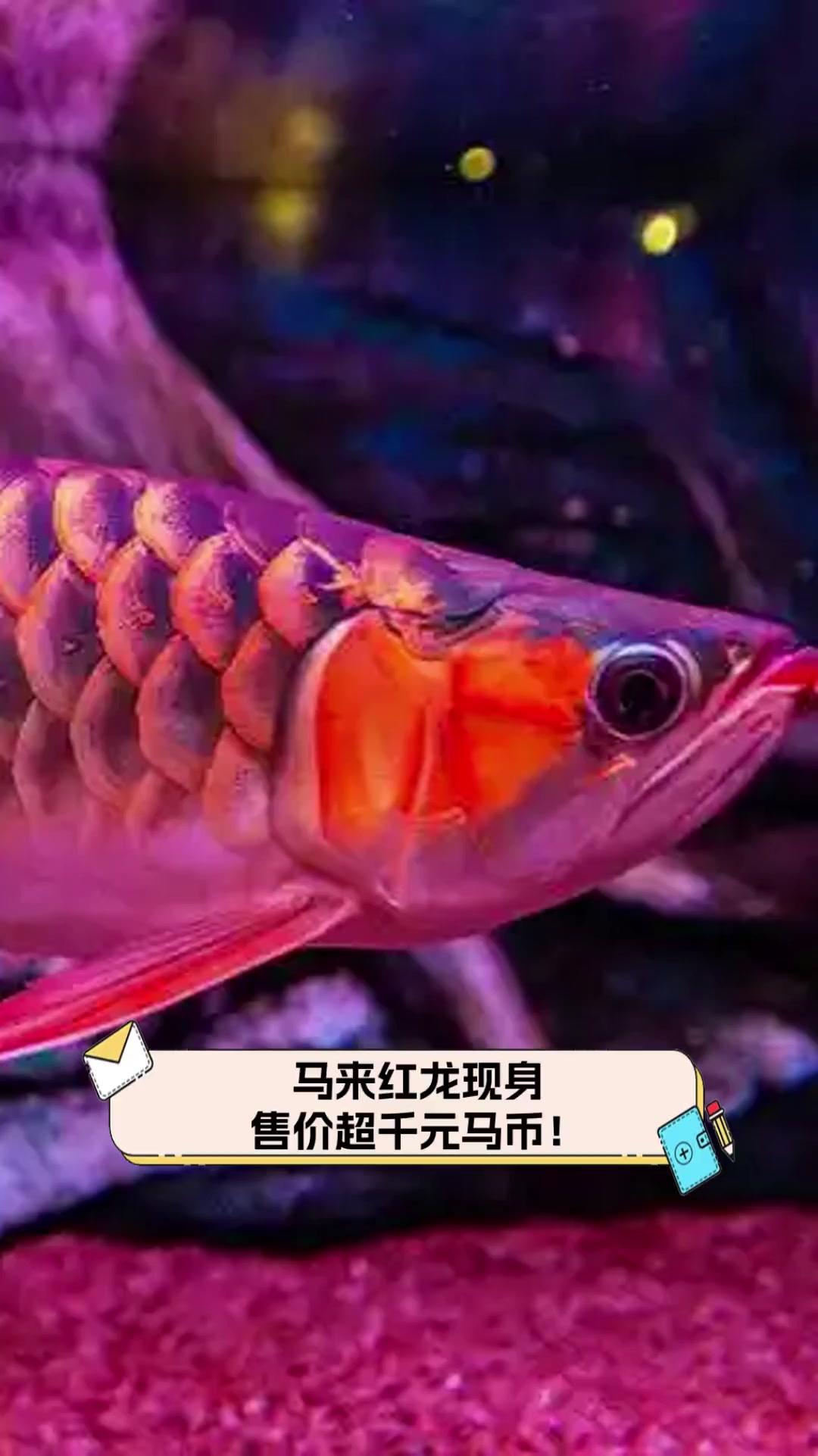 马来红龙现身,售价超千元马币!
