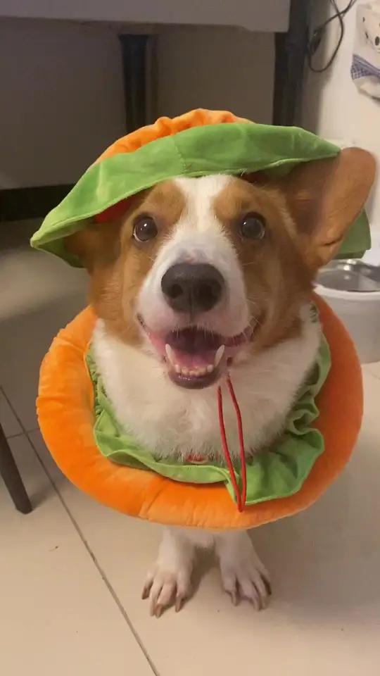 麦当劳也去过了!脚也洗过了,怎么不见智商有所长进呢?萌宠出道计划狗狗小狗狗能有什么坏心思小