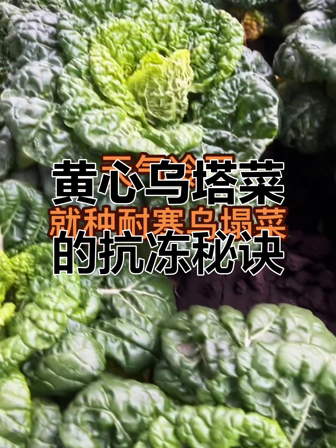 耐寒蔬菜推荐：黄心乌塔菜，雪地金花，冬季必备美味