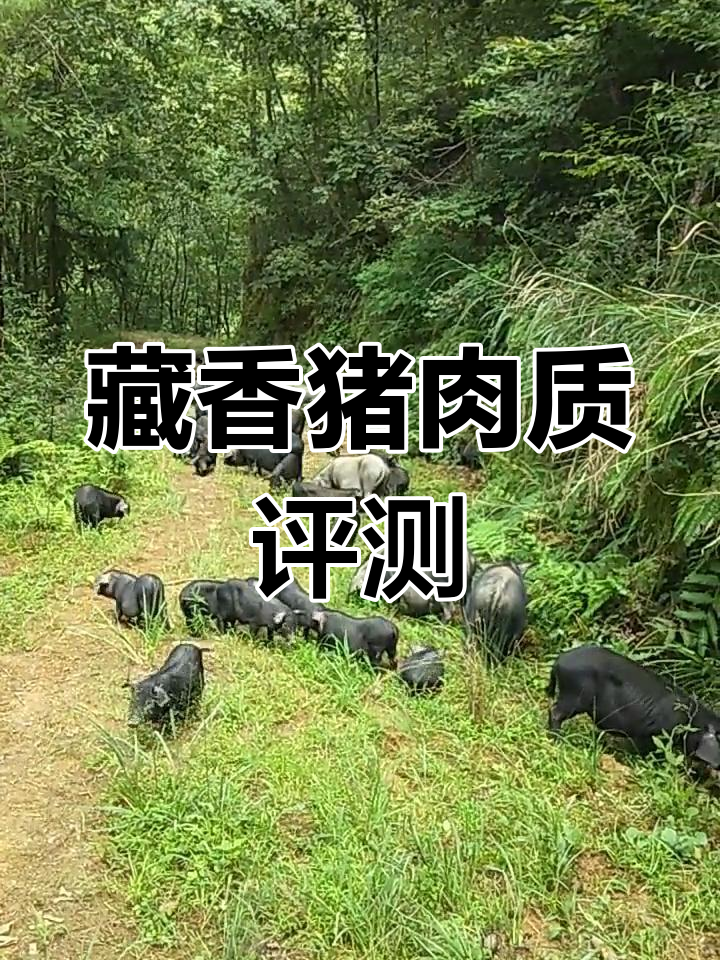 放养藏香猪,肉质如何?孙哥带你现场看结果