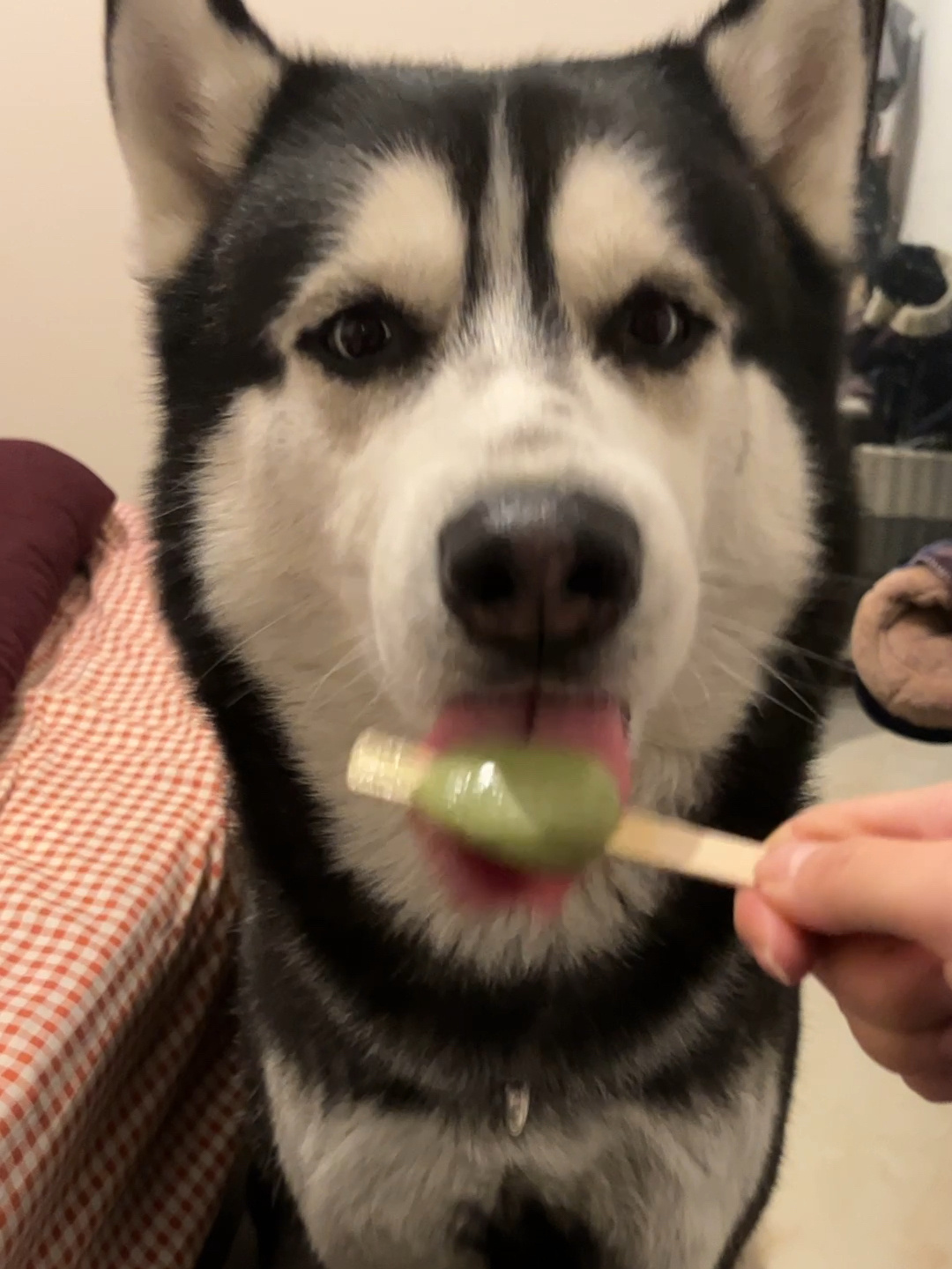 可爱的小狗要吃绿豆糕