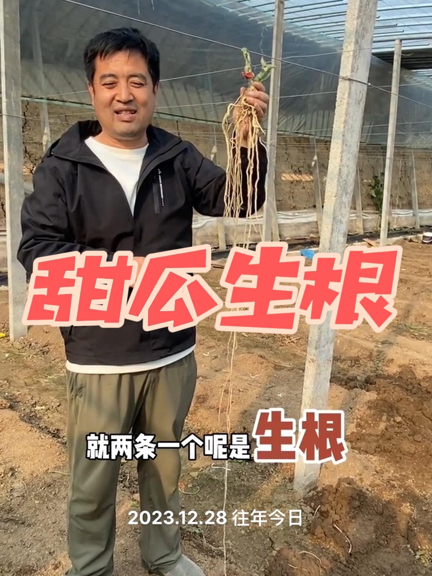 甜瓜怎么培养强大根系?病虫害防治 蔬菜种植 蔬菜大棚 农业技术推广