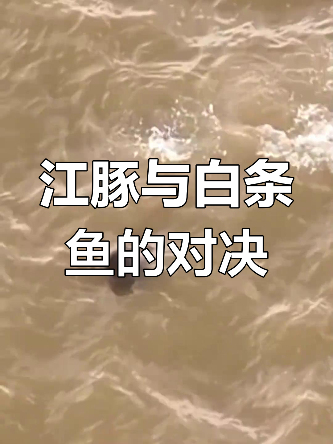 江豚惊吓大白条鱼,长江生态瞬间展现