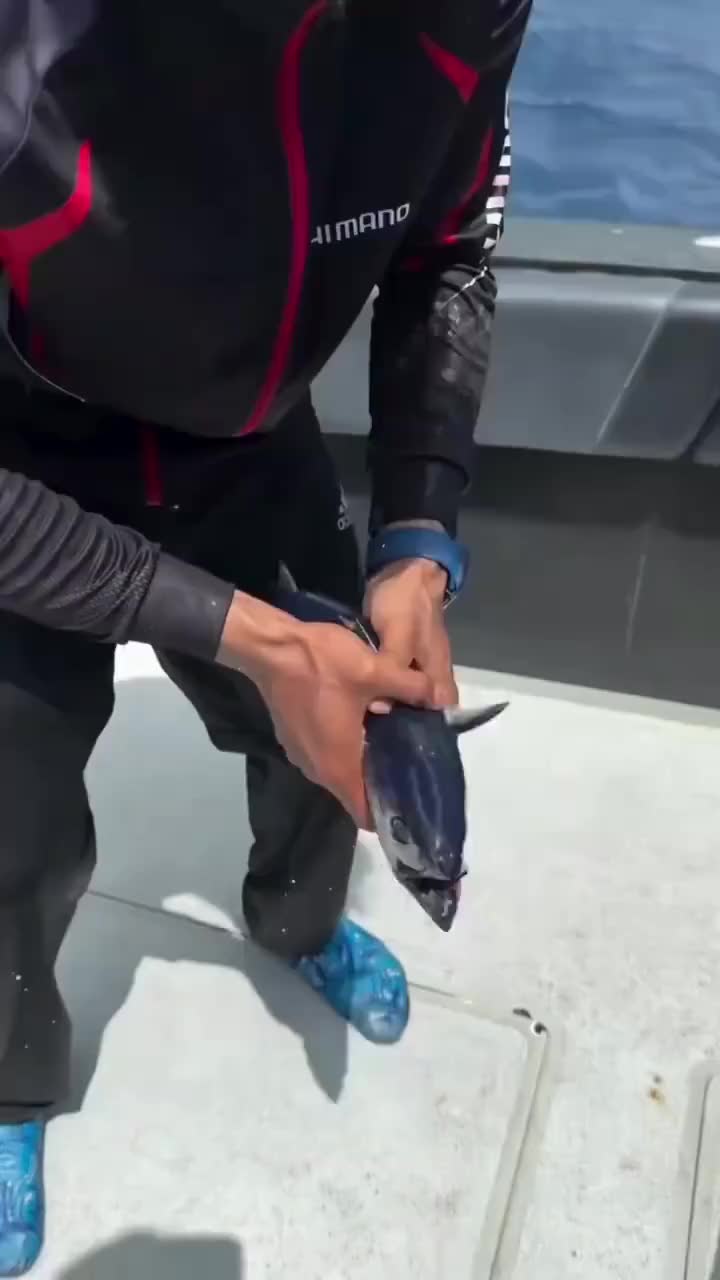 这是一条喜欢听的鱼 户外钓鱼