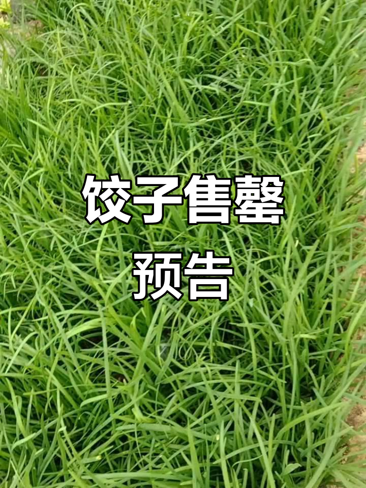 胡萝卜和韭菜饺子卖光,明天继续包!