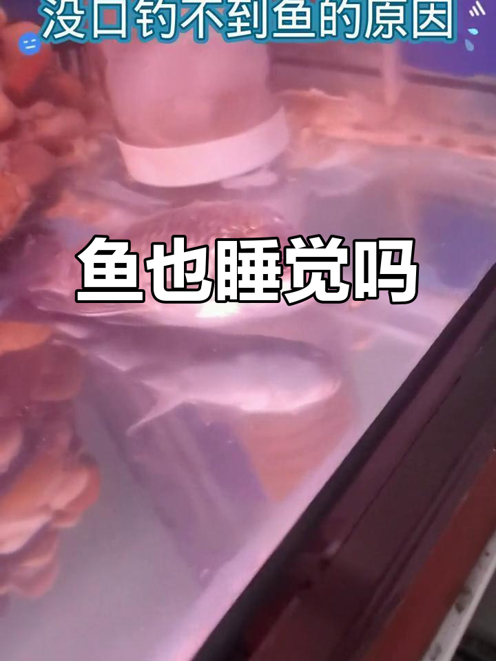 鱼也需要休息?看看它们睡觉的样子