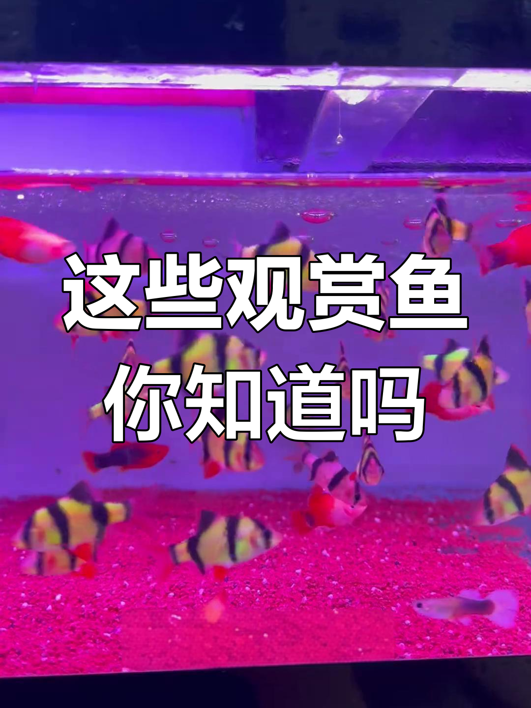 每天了解几种观赏鱼,看看这些奇特品种你认识吗?