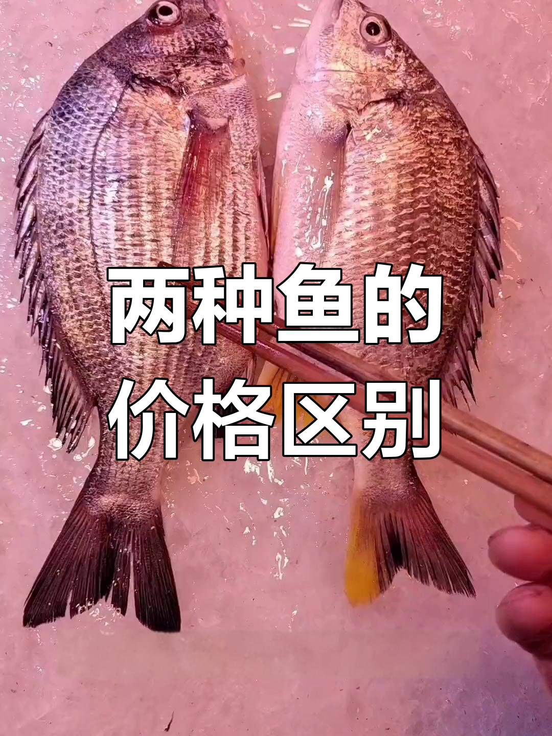 黑刺鱼与凡氏鱼的差别,价格差异你知道吗?