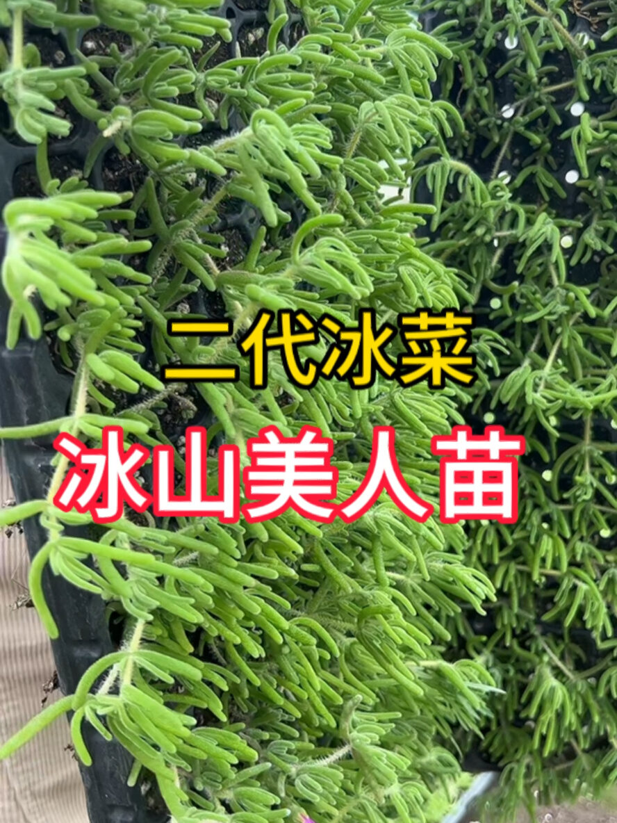 冰山美人苗