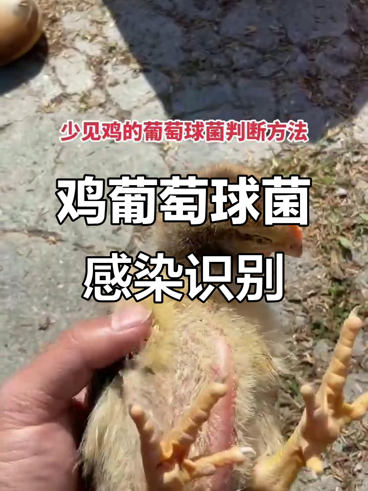 2023年鸡的葡萄球菌感染症状与判断方法