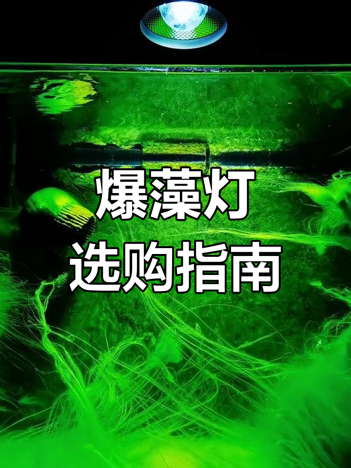 如何选择适合鱼缸的爆藻灯瓦数