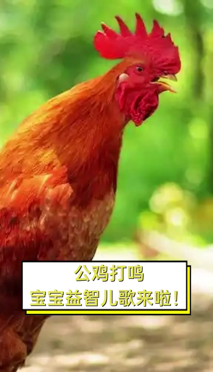 公鸡打鸣,宝宝益智儿歌来啦!