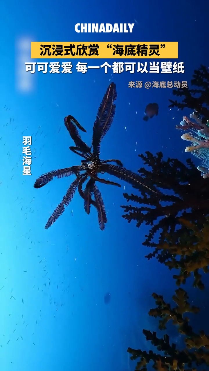 沉浸式欣赏“海底精灵”,可可爱爱,每一个都可以当壁纸!