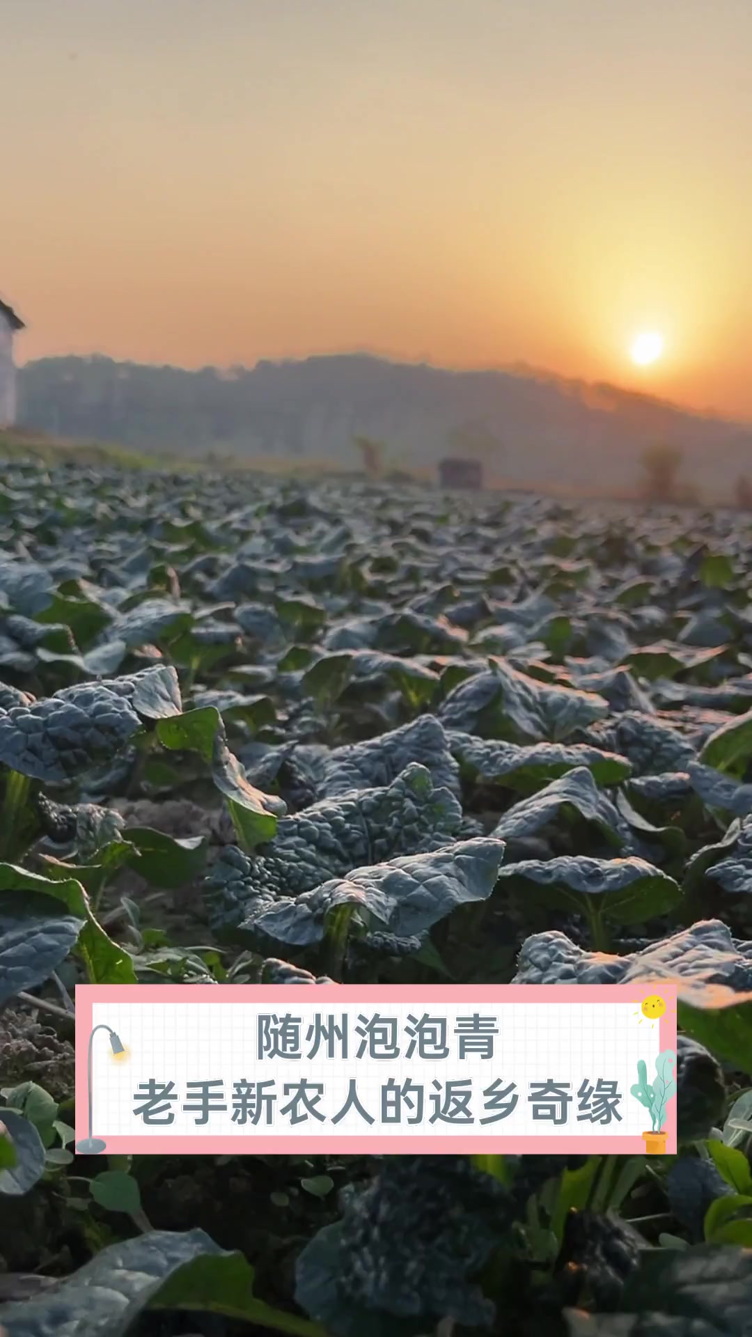 随州泡泡青,老手新农人的返乡奇缘