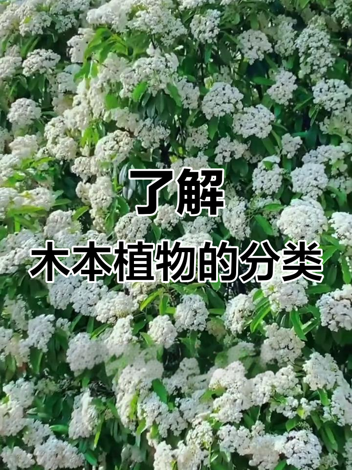 什么是木本植物?常见种类大揭秘
