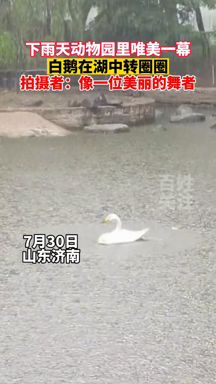 下雨天动物园里唯美一幕,白鹅在湖中转圈圈,像一位美丽的舞者