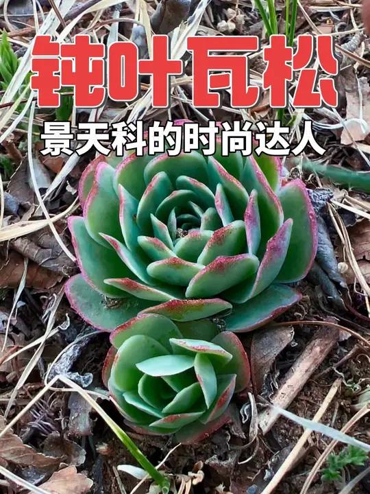 钝叶瓦松 景天科的时尚达人