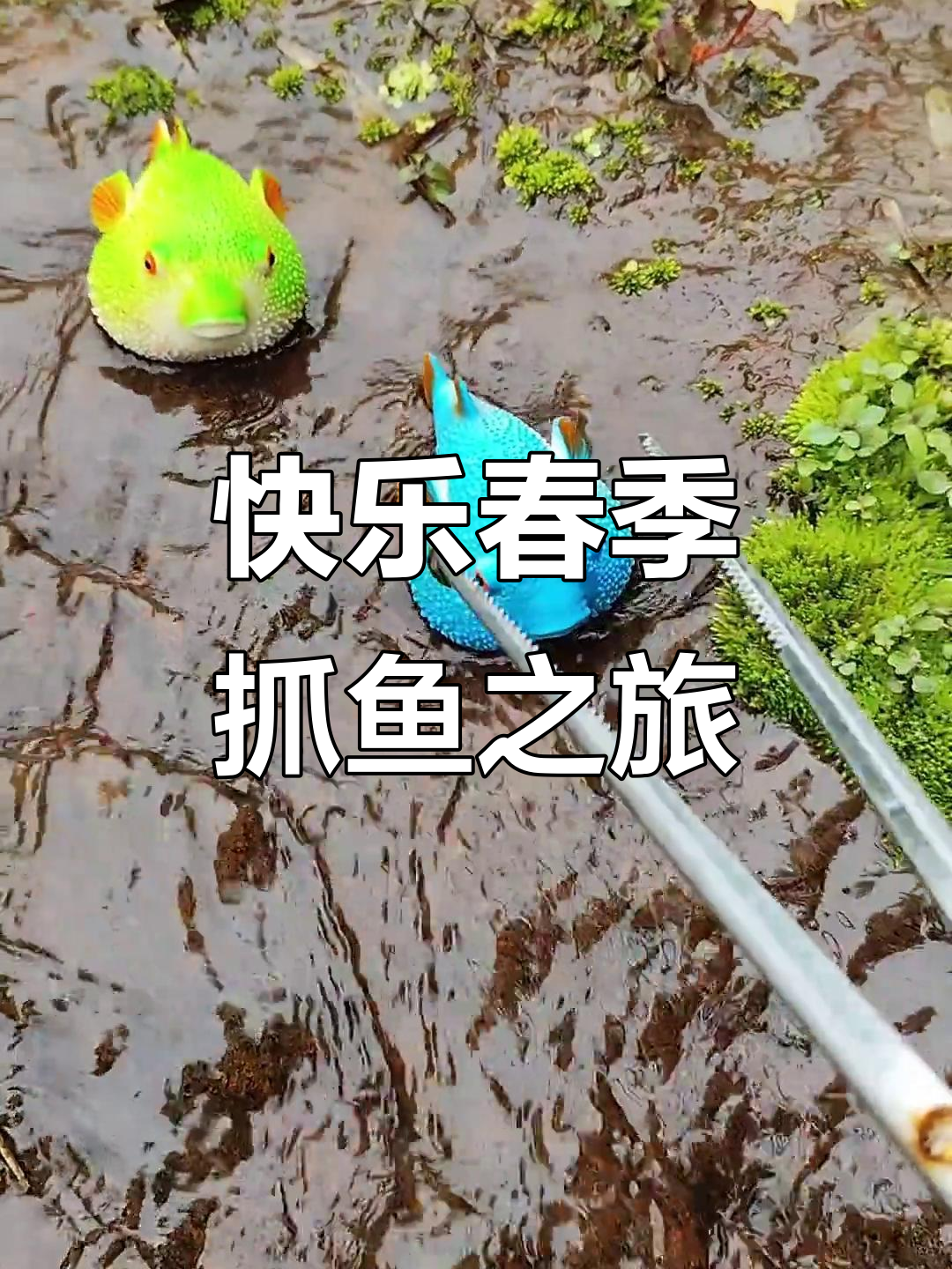 春天抓鱼大作战，发现变异鱼类和神秘大肚子鱼