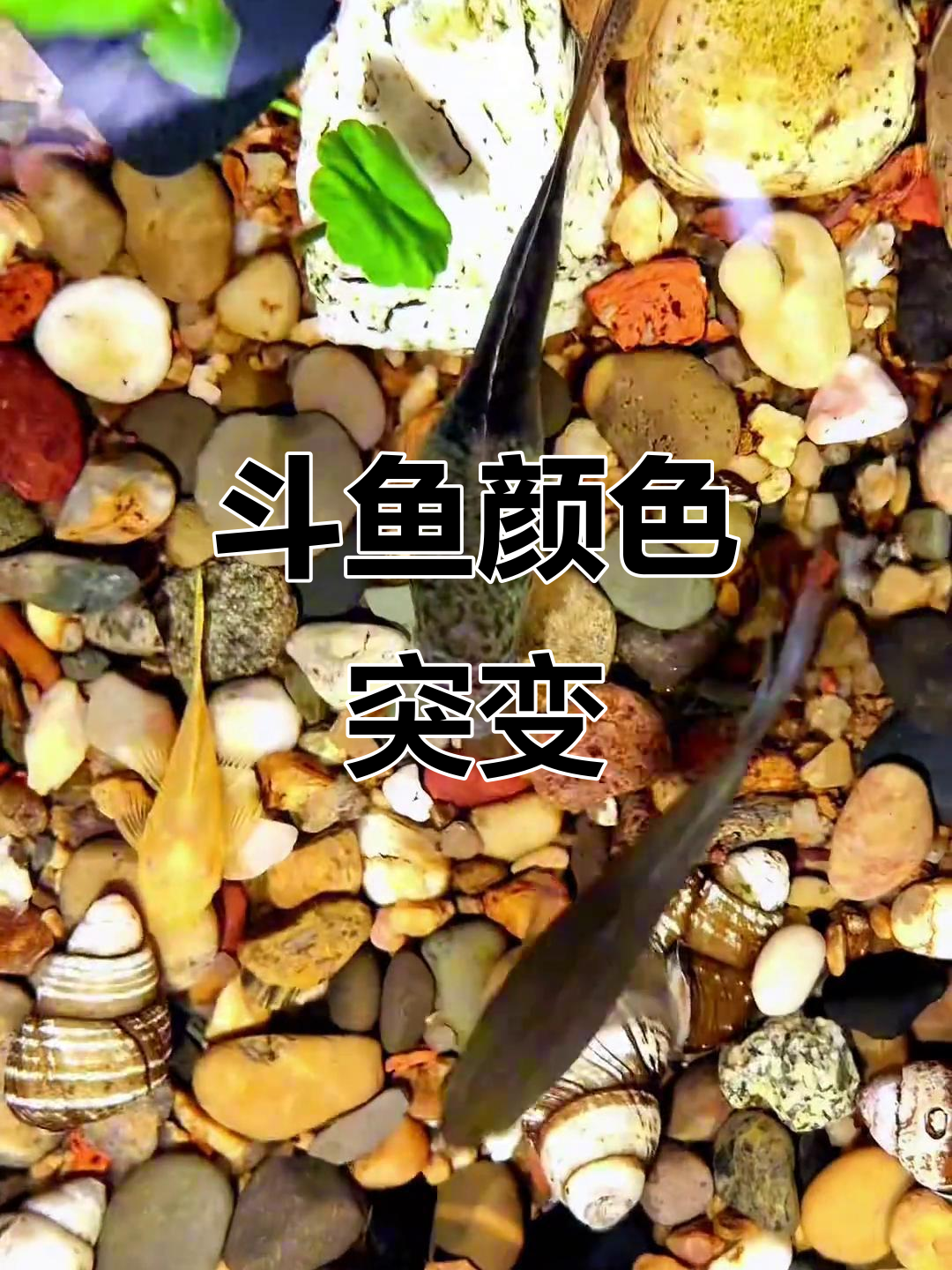 斗鱼突然变色,头部有洞,身体浮肿,还能活吗?
