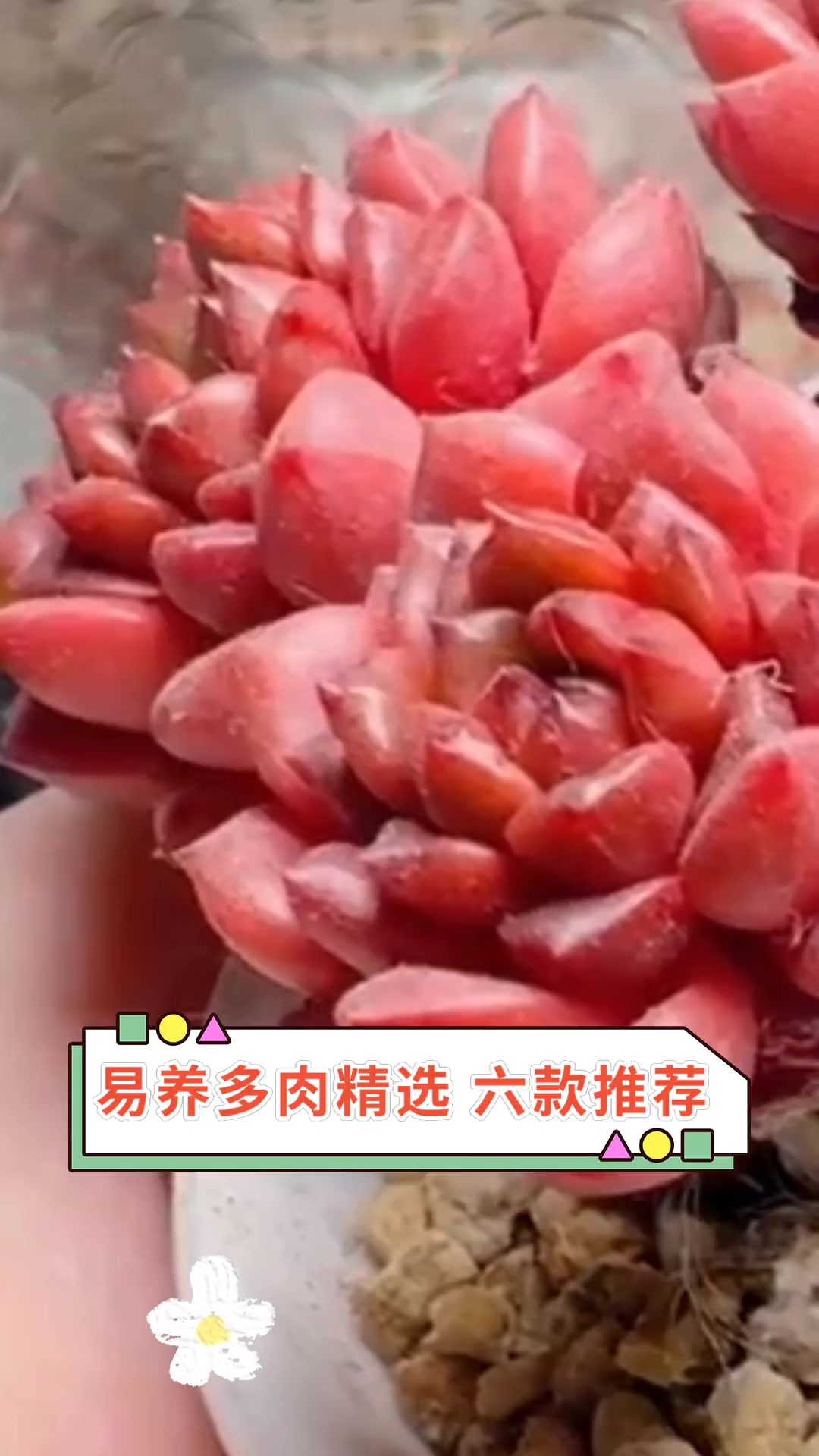 易养多肉精选,六款推荐