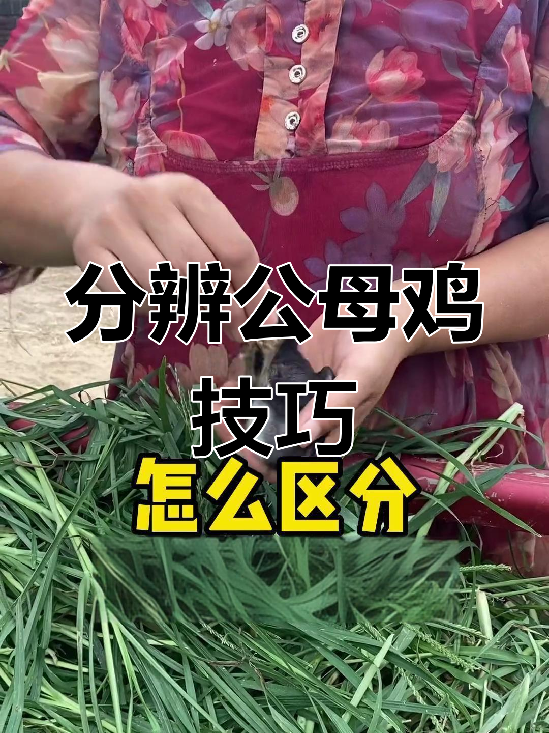 如何区分公鸡和母鸡