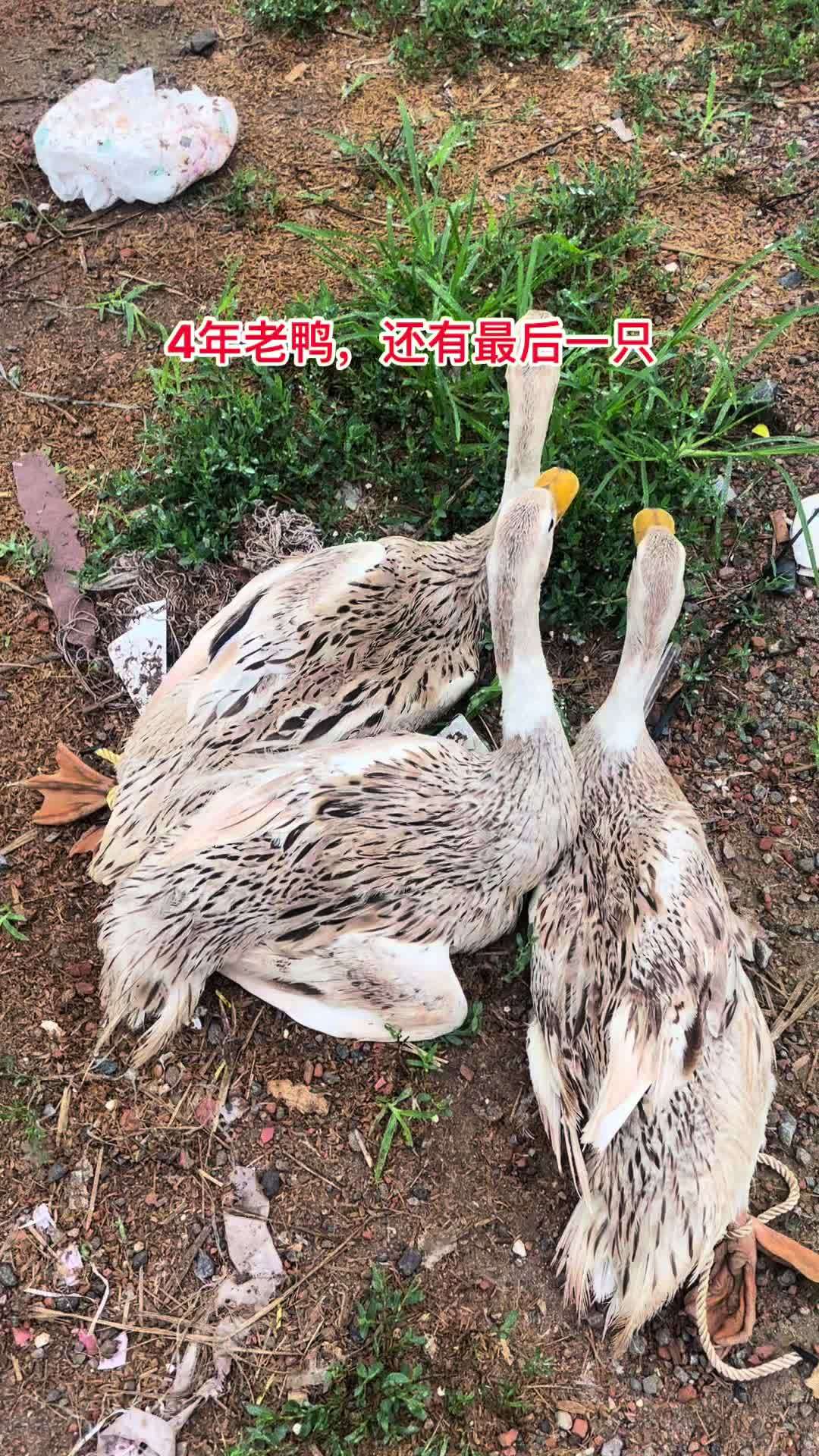 生态散养 土鸡土鸭 农产品 鸭子 老鸭 4年老鸭