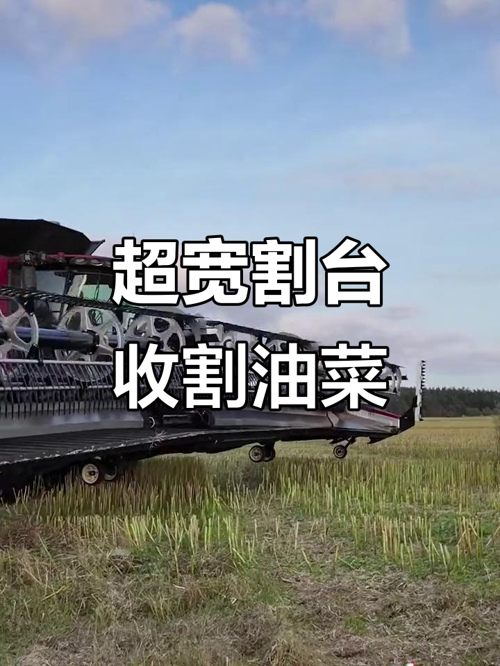 凯斯9260收割机搭配50英尺超宽割台,高效收获油菜籽