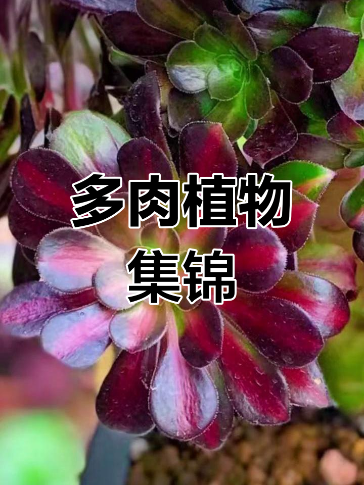 探索花纳法师锦,感受多肉植物的独特魅力与历史