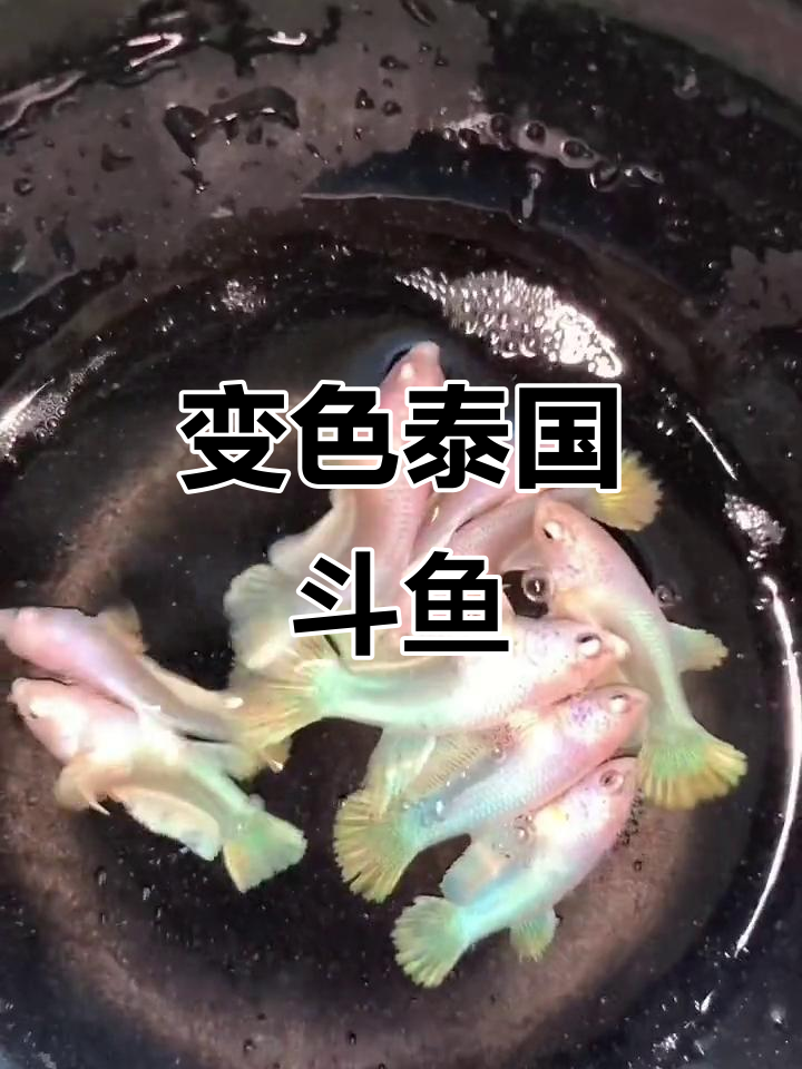杂交粉蓝大耳斗鱼，变色过程全记录