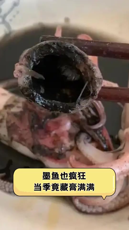 墨鱼也疯狂,当季竟藏膏满满