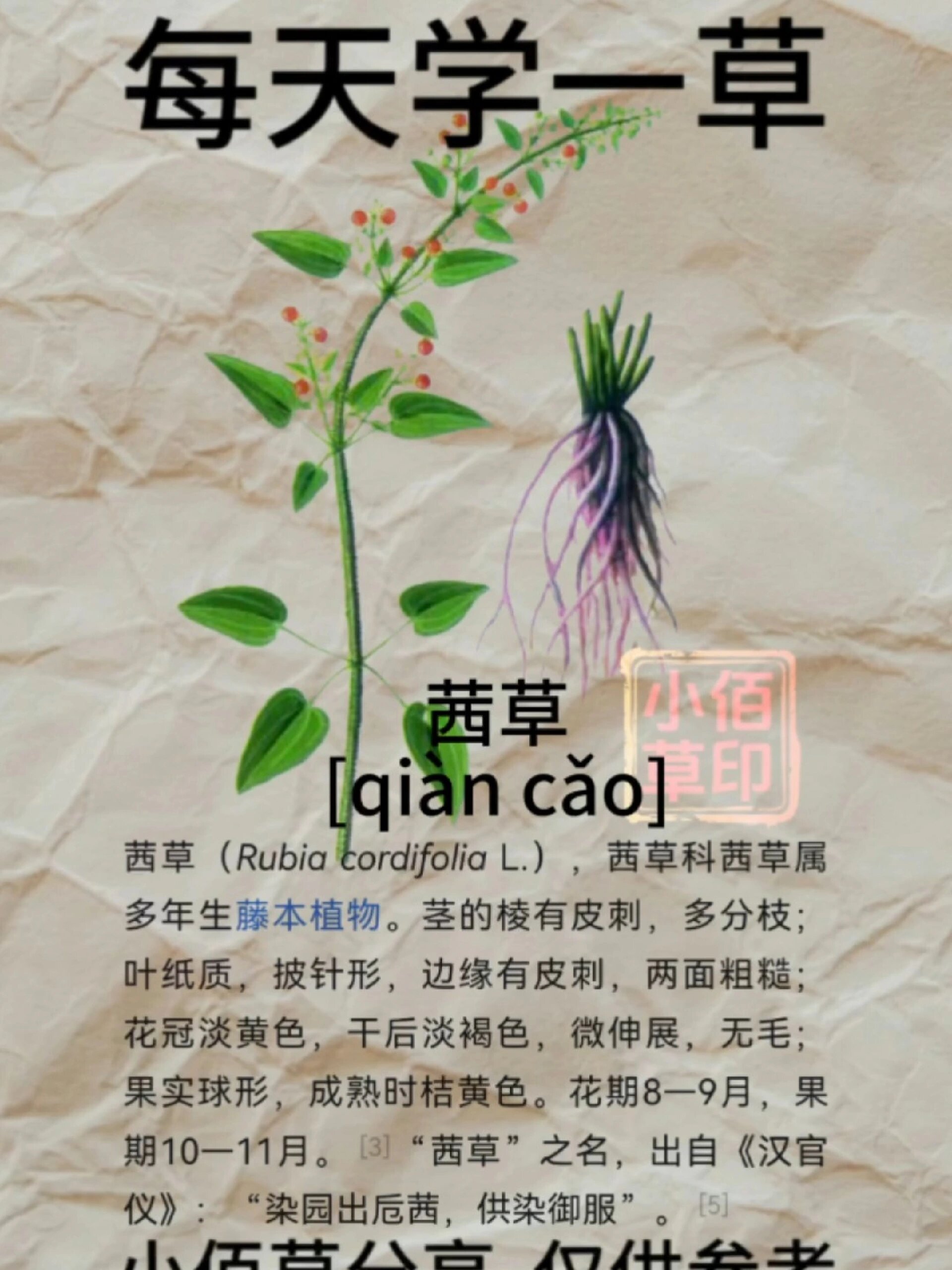 茜草别名红根草、入骨丹、染蛋藤、四轮草、小活血、小活血、过山藤