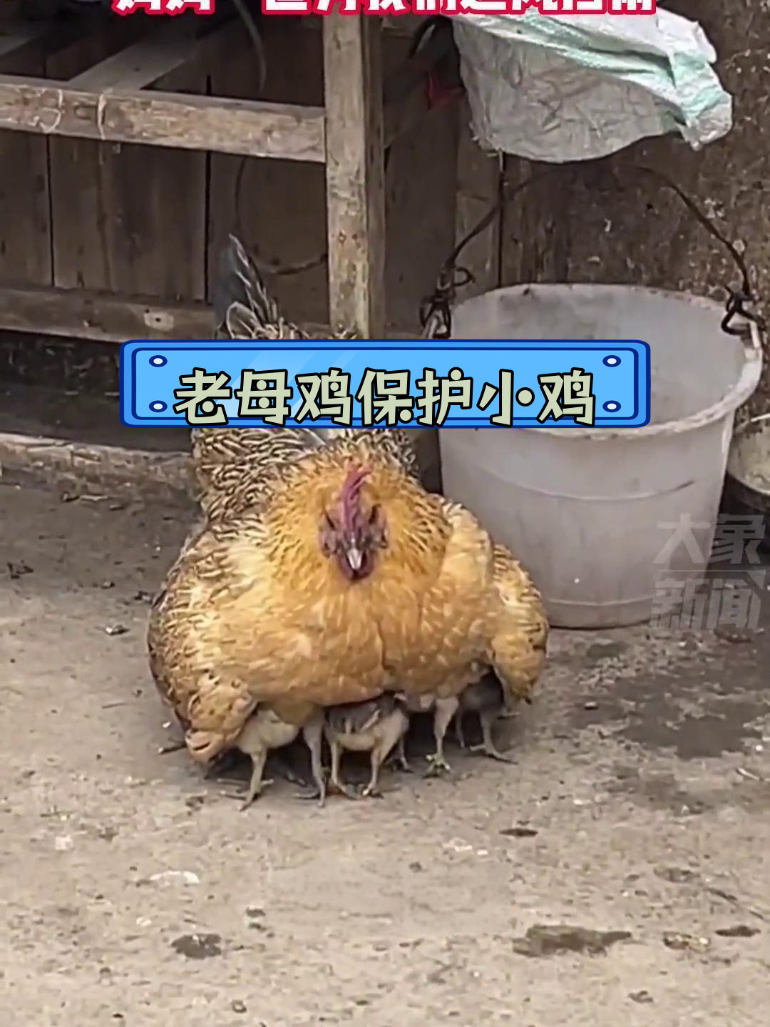 鸡妈妈翅膀护小鸡,温暖如初