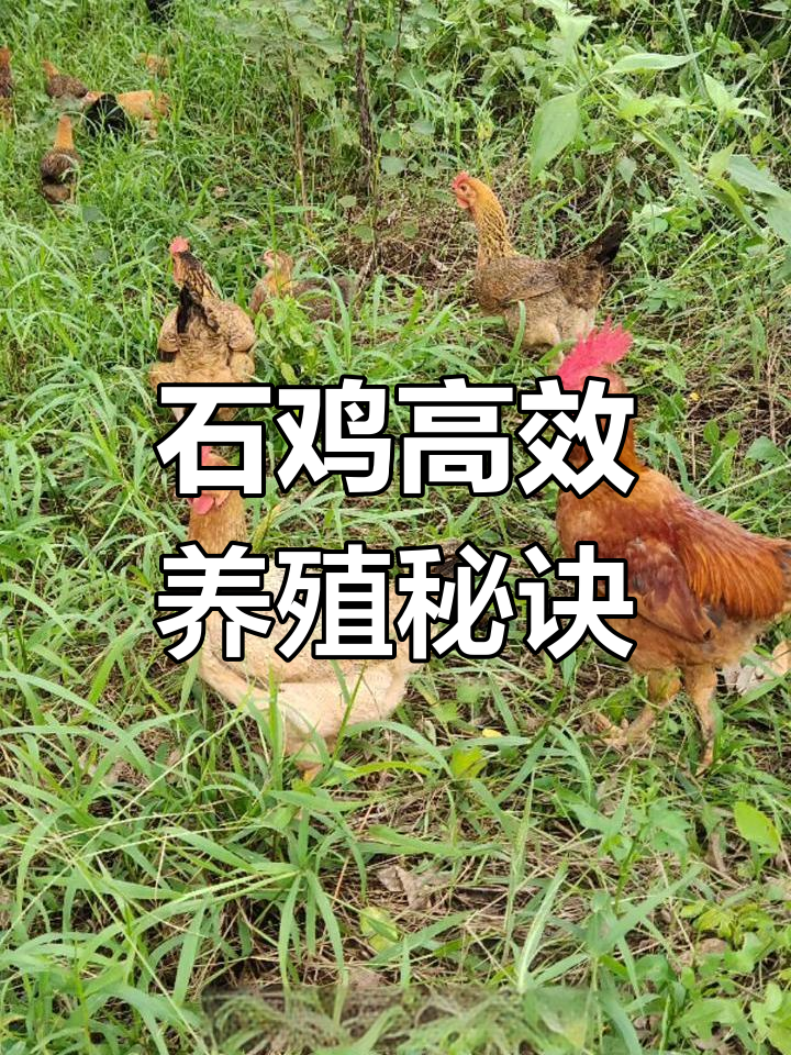 石鸡养殖技巧:如何挑选品种、管理场地,提升收入