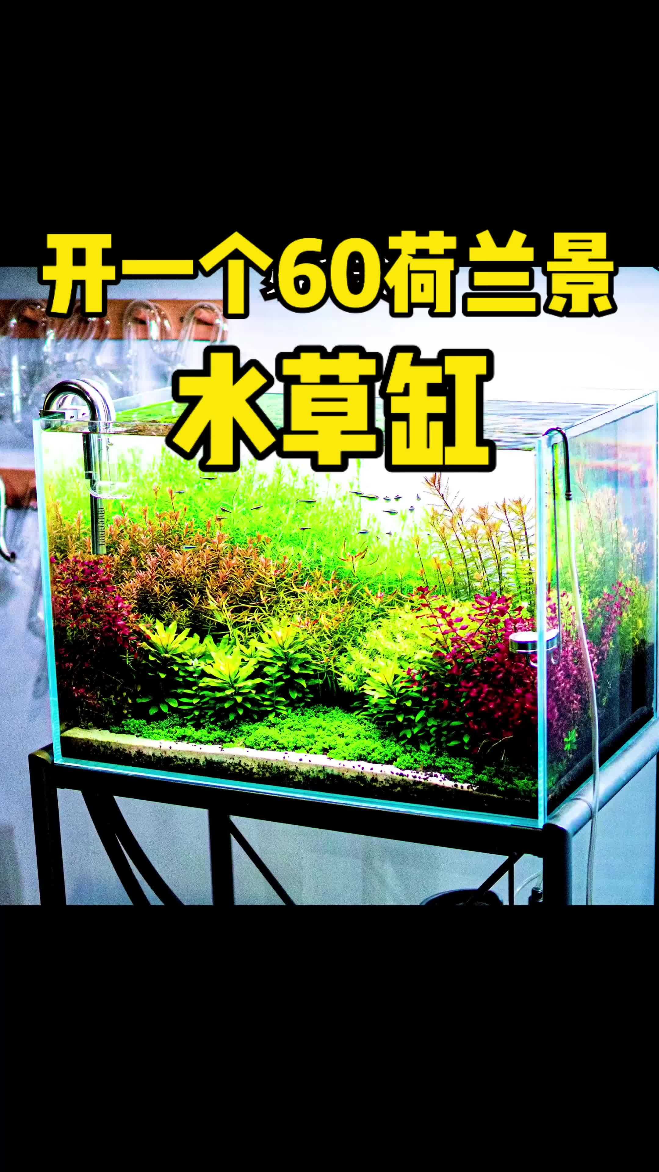 教程|开一个60荷兰景水草缸 视频有水草布局图和开缸注意事项总结!水族 水草缸 养鱼日记 