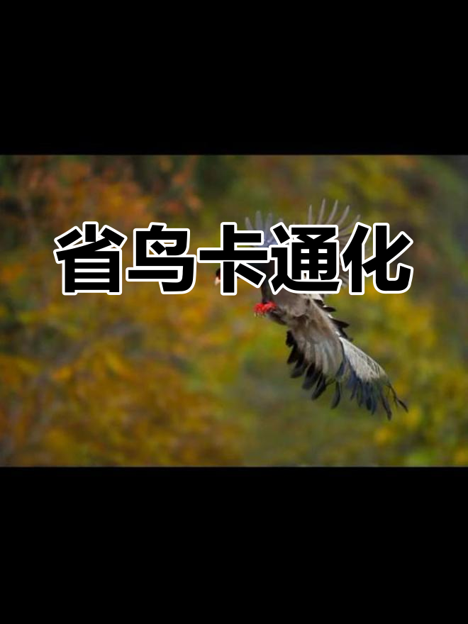 青青,山西的省鸟褐马鸡化身可爱卡通形象!