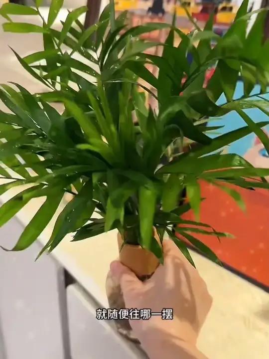 越看越喜欢,放哪儿都贼有氛围感的桌面绿植 忍不住再给你们分享一遍!关键也太划算了吧爱生活爱
