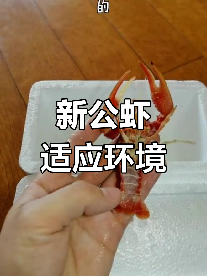 橘幽灵虾新成员,恢复中
