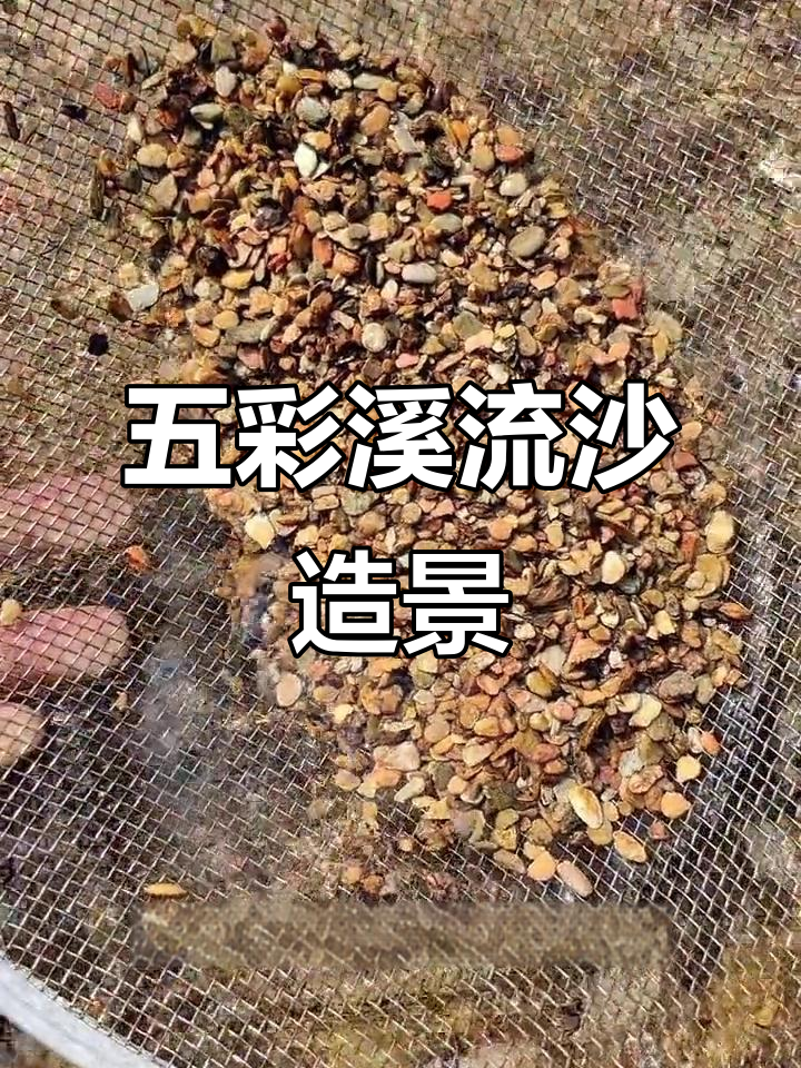 溪流沙造景,五彩缤纷原生鱼缸打造