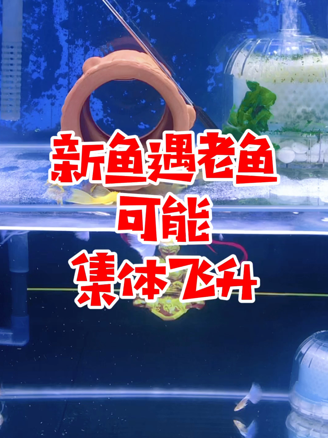 孔雀鱼:新鱼合缸要注意,一不小心就集体飞升