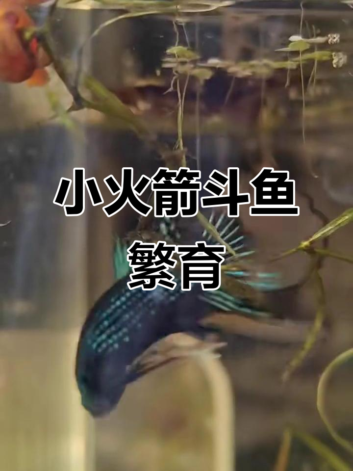 黄色和平马尾小火箭斗鱼繁殖揭秘,萌态十足