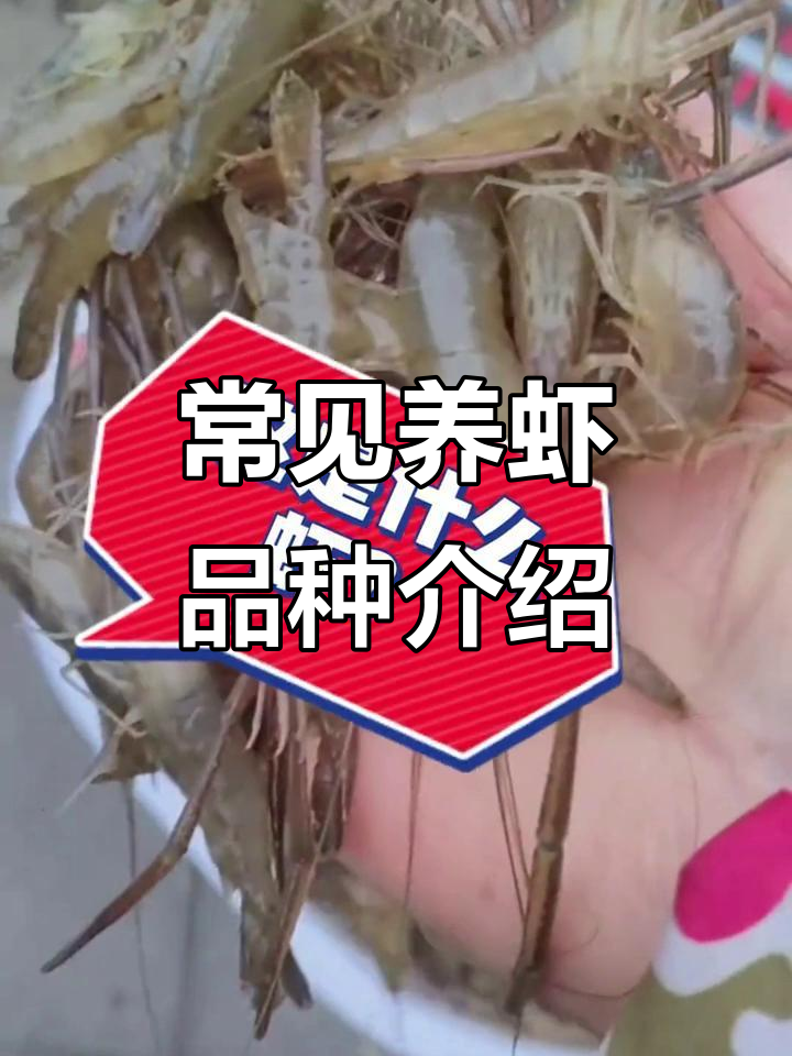 你吃过的虾,背后隐藏的品种大揭秘!