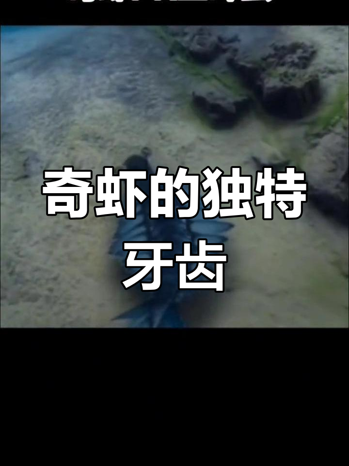 奇虾牙齿锋利,大牙小牙并存,但纤细易损