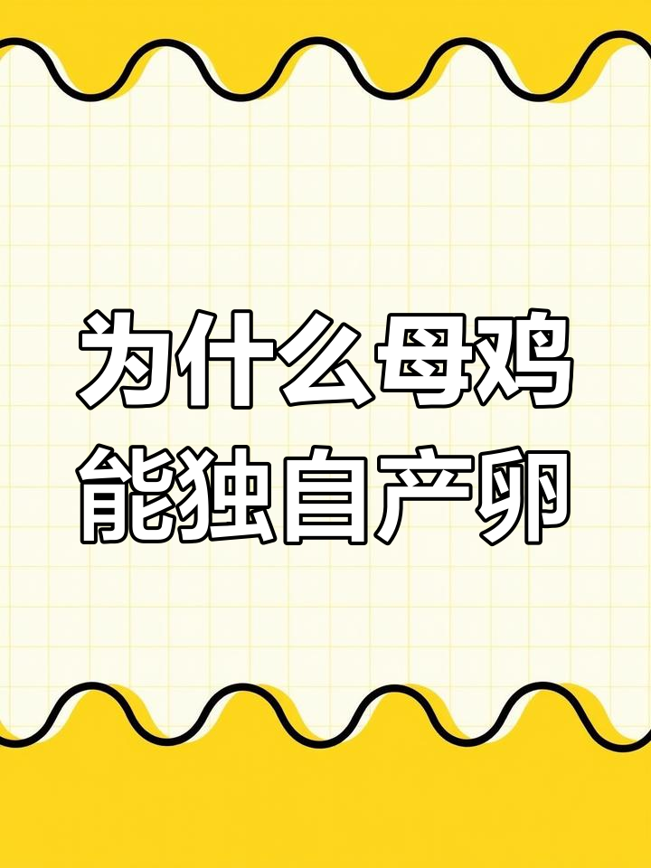 母鸡为何不交配也能下蛋?揭秘原因与生理机制